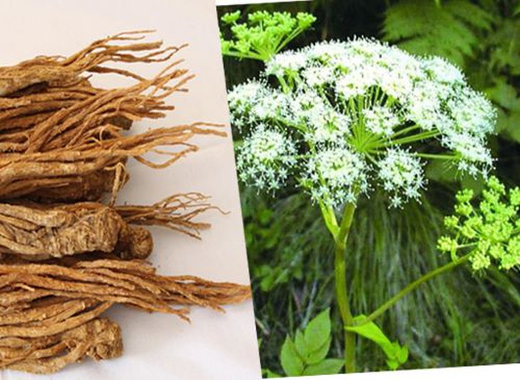 5 bài thuốc chữa đau dạ dày do vị nhiệt - Ảnh 2.