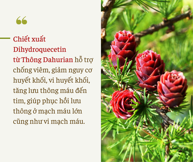 Dihydroquercetin & lợi ích trong phục hồi tổn thương ở người từng bị viêm đường hô hấp cấp - Ảnh 2. Dihydroquercetin & lợi ích trong phục hồi tổn thương ở người từng bị viêm đường hô hấp cấp - Ảnh 2.