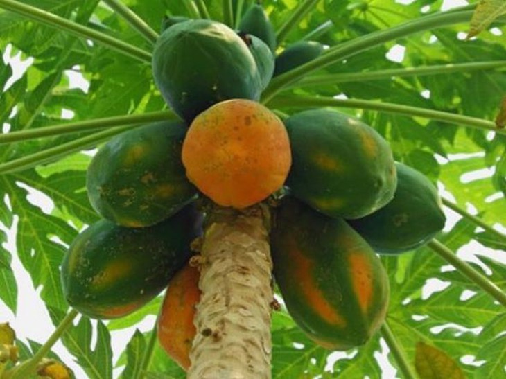 Đu đủ - món ăn bổ dưỡng, vị thuốc chữa bệnh hiệu quả - Ảnh 2. Đu đủ - món ăn bổ dưỡng, vị thuốc chữa bệnh hiệu quả - Ảnh 2.