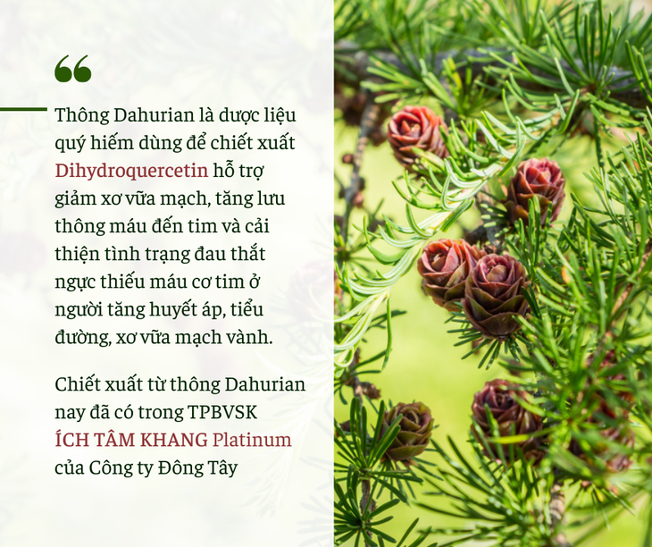 Hỗ trợ cải thiện tình trạng đau thắt ngực, thiếu máu cơ tim với chiết xuất từ thông Dahurian - Ảnh 2. Hỗ trợ cải thiện tình trạng đau thắt ngực, thiếu máu cơ tim với chiết xuất từ thông Dahurian - Ảnh 2.