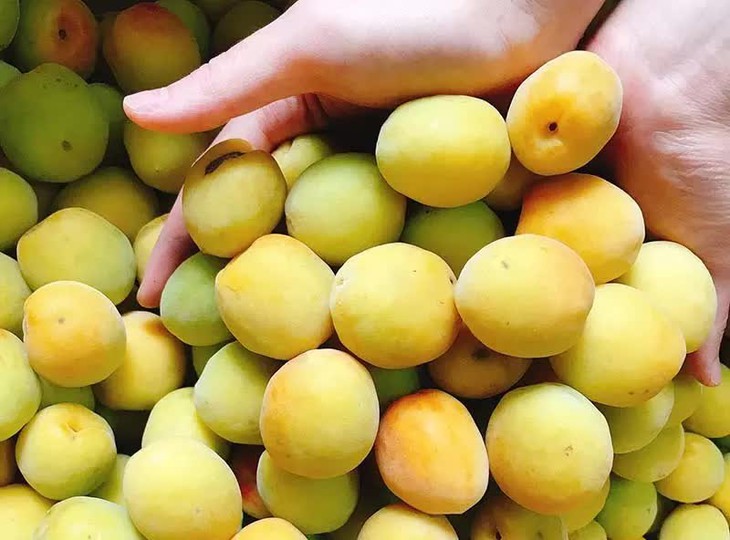 Đặc sản chùa Hương vào mùa, dân Hà thành "xếp hàng" canh mua - Ảnh 1.