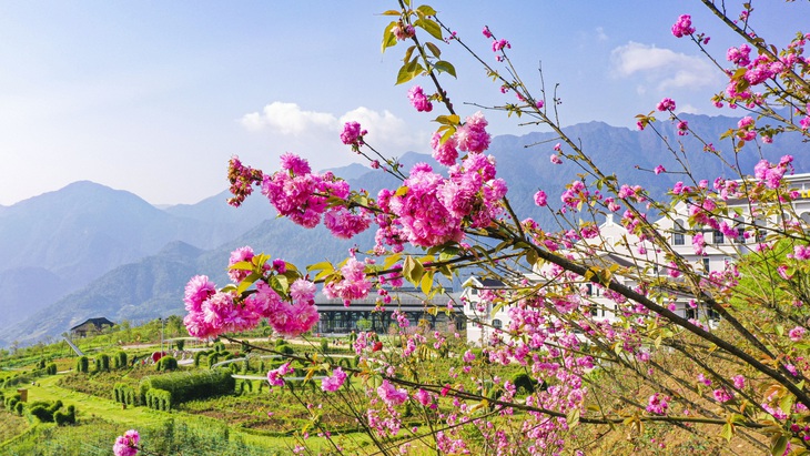 Chớm hè, ngắm hoa đỗ quyên rực rỡ trên dãy Hoàng Liên Sơn - Ảnh 6.