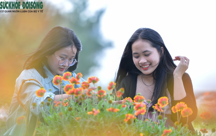 Mê đắm trong sắc vàng của hoa cúc biển - Ảnh 5.