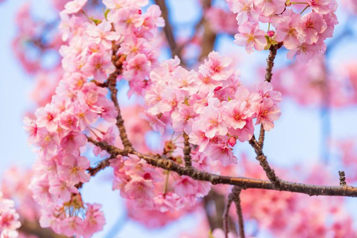 Giới trẻ Nhật Bản thích thú chụp ảnh dưới những tán hoa anh đào đẹp mê mẩn - Ảnh 4.