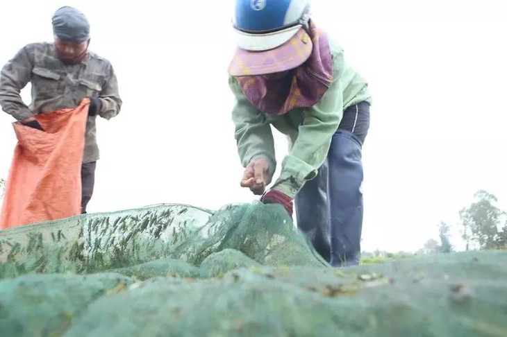 Dậy từ 3h sáng chạy xe 100km bắt con 'tôm bay', thu tiền triệu mỗi ngày - Ảnh 12.