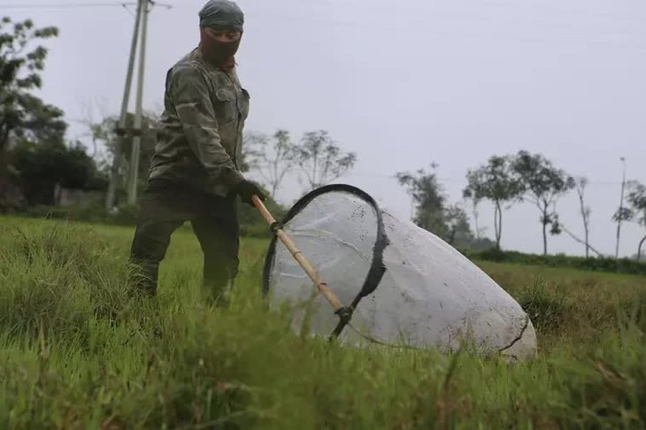 Dậy từ 3h sáng chạy xe 100km bắt con 'tôm bay', thu tiền triệu mỗi ngày - Ảnh 1.