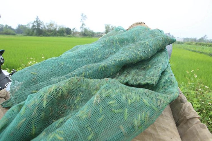 Dậy từ 3h sáng chạy xe 100km bắt con 'tôm bay', thu tiền triệu mỗi ngày - Ảnh 7.