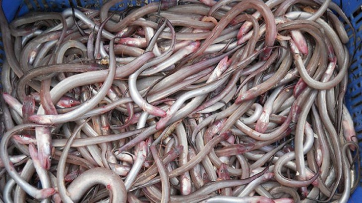 Loại cá "nhà nghèo" xưa bị chê tới bến, không ai mua, nay "đổi đời" 230.000đồng/kg dân thành phố thích mê - Ảnh 1. Loại cá "nhà nghèo" xưa bị chê tới bến, không ai mua, nay "đổi đời" 230.000đồng/kg dân thành phố thích mê - Ảnh 1.