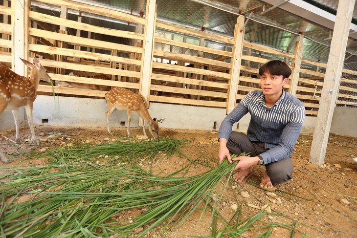 Tốt nghiệp đại học quyết không đi xin việc, bỏ về quê nuôi hươu thu 2 tỷ/năm - Ảnh 1.