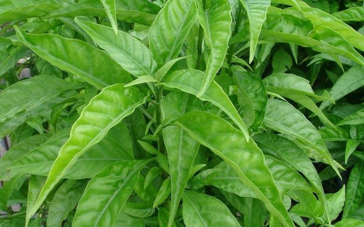 Cây hoàn ngọc - một vị thuốc nam quý - Ảnh 4. Cây hoàn ngọc - một vị thuốc nam quý - Ảnh 4.