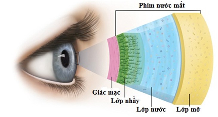 Cách dùng thuốc trị khô mắt - Ảnh 2. Cách dùng thuốc trị khô mắt - Ảnh 2.