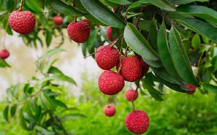 Mỗi lần không ăn quá bao nhiêu quả vải - Cách chế biến vải thành món ngon, không bị nóng - Ảnh 7.