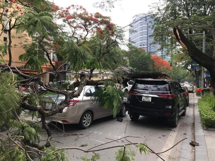 Mưa lớn kéo dài, phòng tránh cây bị bật gốc - Ảnh 2. Mưa lớn kéo dài, phòng tránh cây bị bật gốc - Ảnh 2.