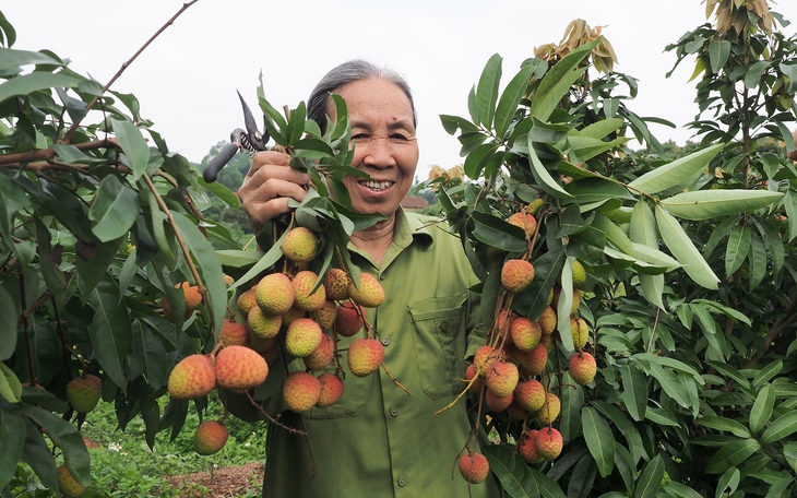 Vải thiều sai trĩu quả, đẹp mê mẩn, không thuốc bảo vệ thực vật ở Tân Yên chờ ngày xuất ngoại