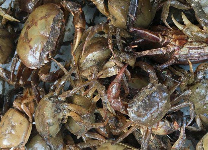 Những lưu ý khi ăn canh cua đồng kết hợp với cà muối ngày hè - Ảnh 3.