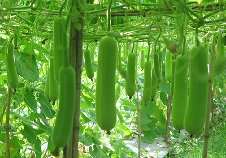 Thông tin hữu ích và những lưu ý khi ăn quả bầu - Ảnh 3.