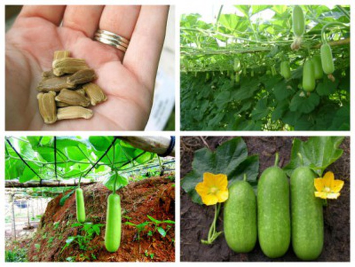 Thông tin hữu ích và những lưu ý khi ăn quả bầu - Ảnh 4.