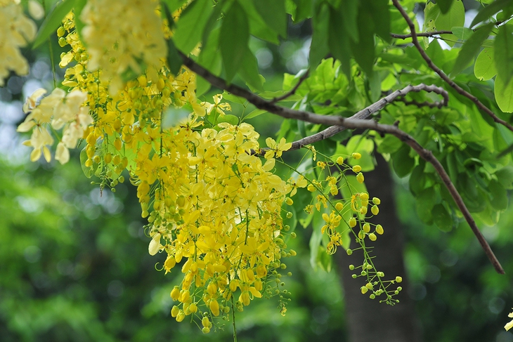 Muồng hoàng yến nở rộ, nhuộm vàng con đường ven hồ Tây - Ảnh 4. Muồng hoàng yến nở rộ, nhuộm vàng con đường ven hồ Tây - Ảnh 4.