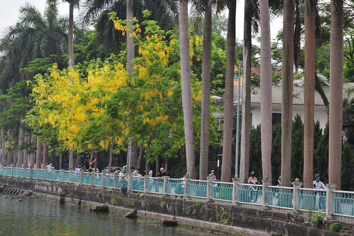Muồng hoàng yến nở rộ, nhuộm vàng con đường ven hồ Tây - Ảnh 2. Muồng hoàng yến nở rộ, nhuộm vàng con đường ven hồ Tây - Ảnh 2.