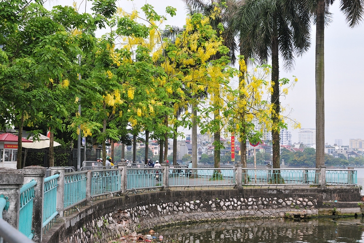 Muồng hoàng yến nở rộ, nhuộm vàng con đường ven hồ Tây - Ảnh 6. Muồng hoàng yến nở rộ, nhuộm vàng con đường ven hồ Tây - Ảnh 6.