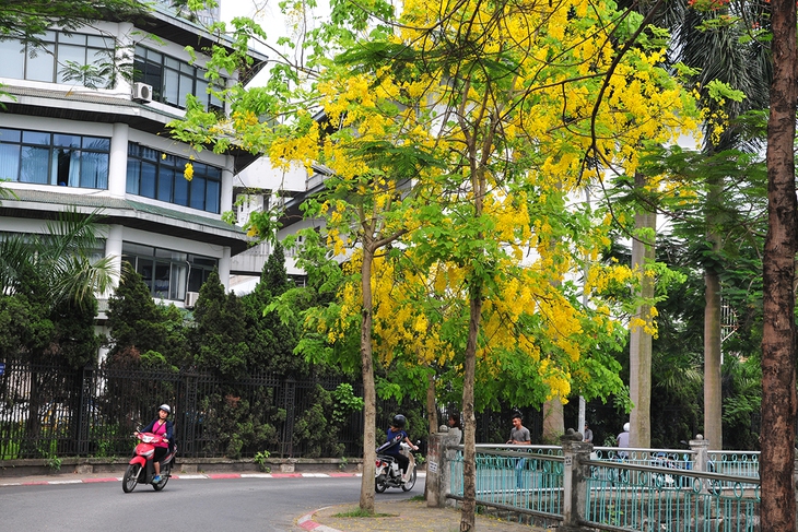 Muồng hoàng yến nở rộ, nhuộm vàng con đường ven hồ Tây - Ảnh 5. Muồng hoàng yến nở rộ, nhuộm vàng con đường ven hồ Tây - Ảnh 5.