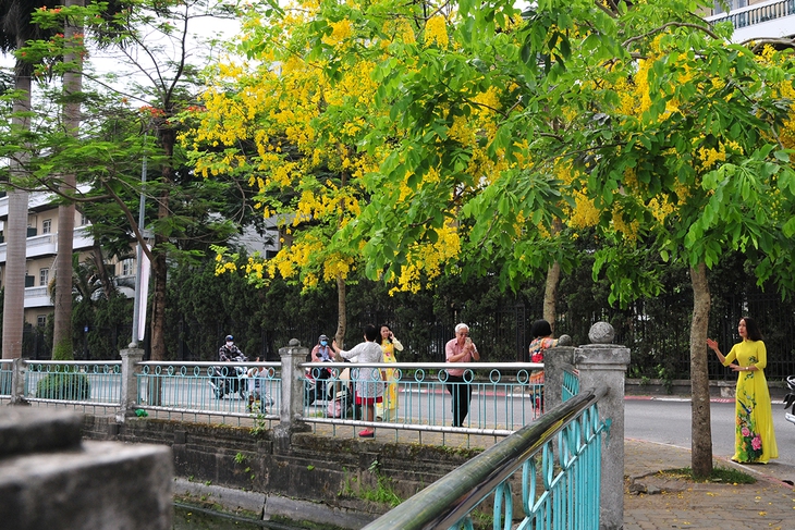Muồng hoàng yến nở rộ, nhuộm vàng con đường ven hồ Tây - Ảnh 3. Muồng hoàng yến nở rộ, nhuộm vàng con đường ven hồ Tây - Ảnh 3.