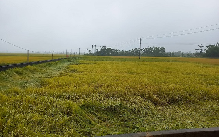 Hàng nghìn ha lúa sắp thu hoạch ngã đổ do mưa lớn bất thường