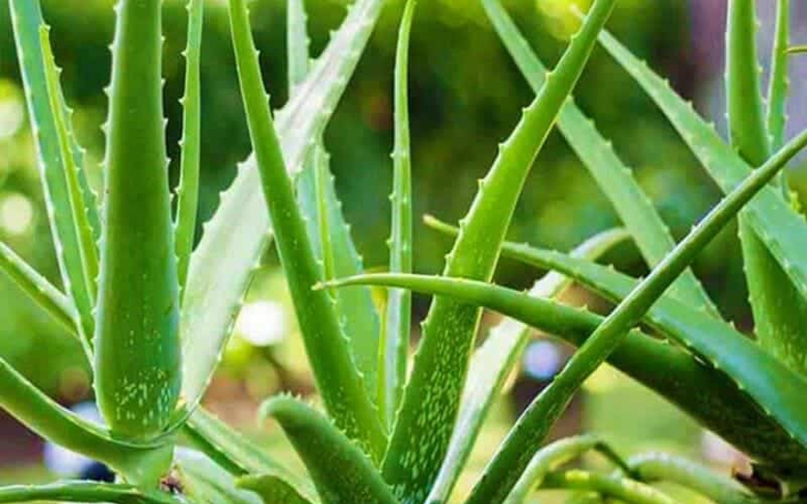 24 bài thuốc chữa bệnh từ cây lô hội