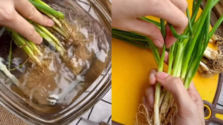 Những lưu ý khi lựa chọn, bảo quan, sử dụng hành lá - Ảnh 9.