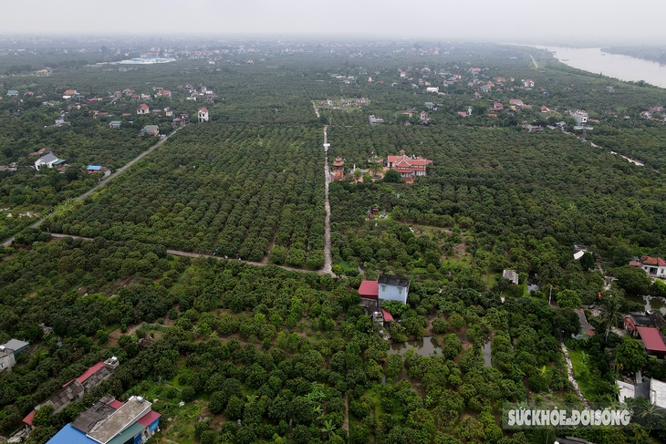 Vải thiều chín sớm được mùa, người dân Thanh Hà phấn khởi mang đi tiêu thụ - Ảnh 1.