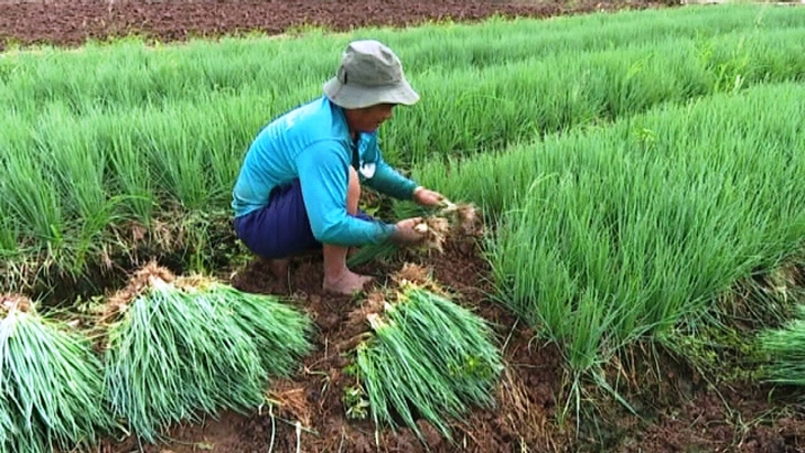 Những lưu ý khi lựa chọn, bảo quan, sử dụng hành lá - Ảnh 3.