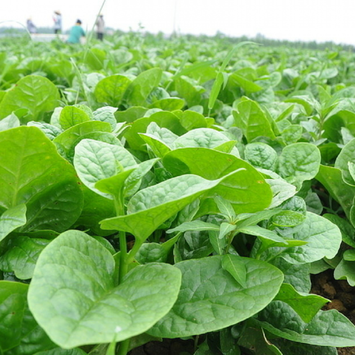 Những công dụng quý của rau mồng tơi - Ảnh 1.