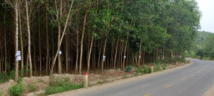 Khánh Hòa: Rừng cây nhan nhãn biển rao bán đất - Ảnh 6. Khánh Hòa: Rừng cây nhan nhãn biển rao bán đất - Ảnh 6.