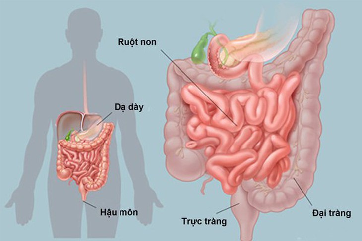 Hệ tiêu hóa kém ảnh hưởng đến hấp thu dinh dưỡng thế nào? - Ảnh 2.