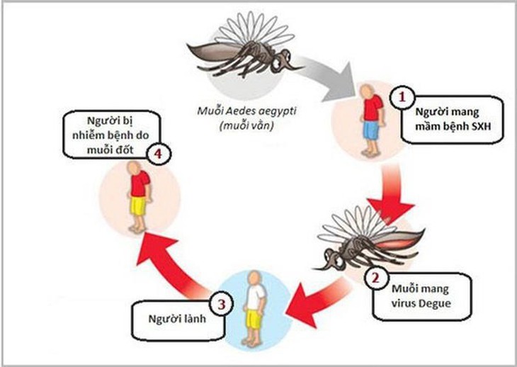 Sốt xuất huyết: Nhận biết sớm và những sai lầm cần tránh khiến bệnh trở nặng - Ảnh 4.