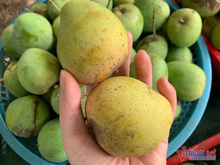 Một giờ bán hết vèo 5 tạ xoài, dân Hà thành mê mẩn đặc sản Sơn La giá rẻ - Ảnh 1. Một giờ bán hết vèo 5 tạ xoài, dân Hà thành mê mẩn đặc sản Sơn La giá rẻ - Ảnh 1.