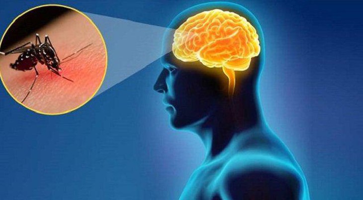 Người lớn có mắc viêm não Nhật Bản không? - Ảnh 1.