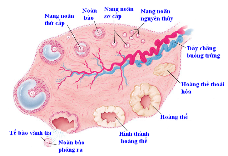 Số lượng nang trứng nói lên điều gì về khả năng sinh sản? - Ảnh 4.