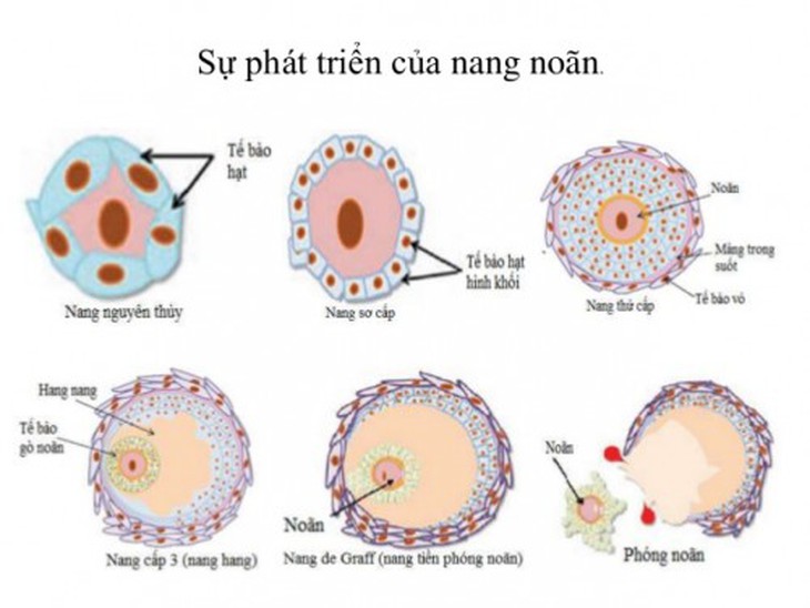 Số lượng nang trứng nói lên điều gì về khả năng sinh sản? - Ảnh 2.