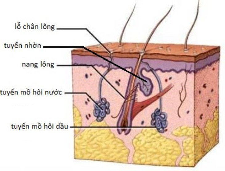 Ung thư tuyến mồ hôi: Triệu chứng, chẩn đoán và điều trị - Ảnh 2.