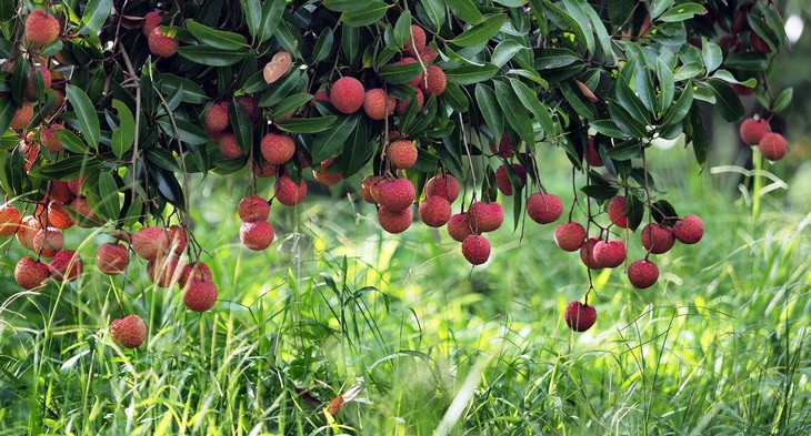 7 tác dụng kỳ diệu của quả vải đối với sắc đẹp - Ảnh 2.