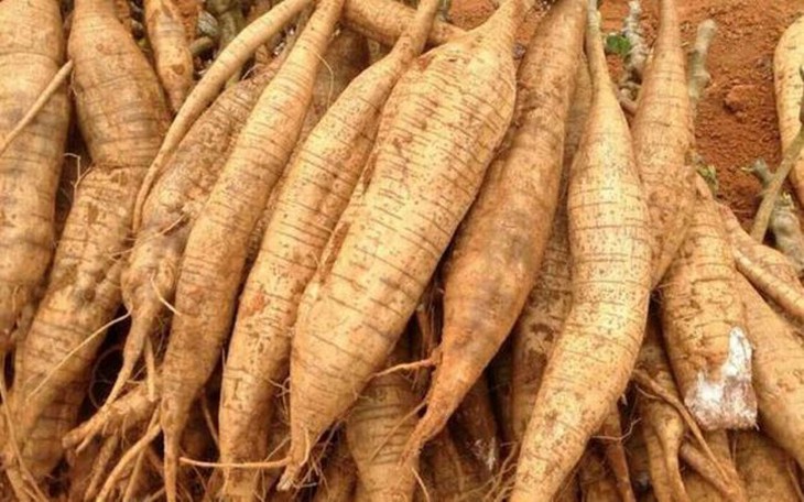 Sắn dây – vị thuốc giải nhiệt, trị bệnh hiệu quả - Ảnh 2.