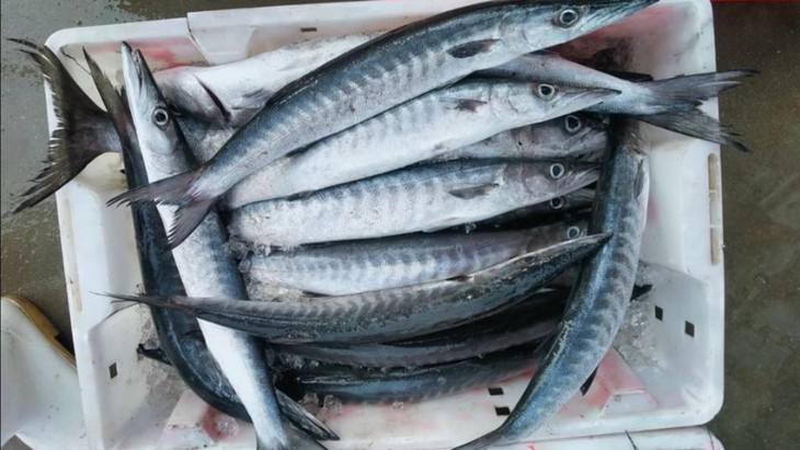Chú ý khi ăn cá biển để không bị ngộ độc - Ảnh 2.