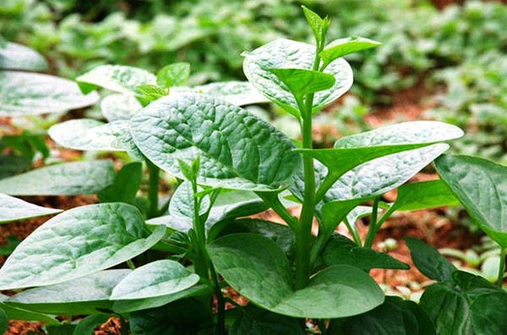 Những lưu ý khi ăn rau mồng tơi - Ảnh 4.