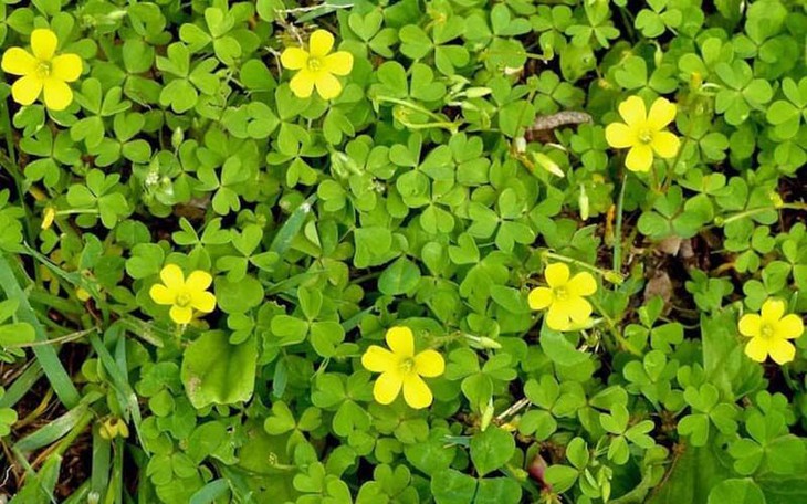 Chữa 8 bệnh thường gặp từ cây chua me đất hoa vàng 