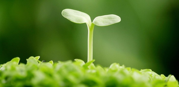Khám phá công dụng tuyệt vời của đậu nành - Ảnh 1. Khám phá công dụng tuyệt vời của đậu nành - Ảnh 1.
