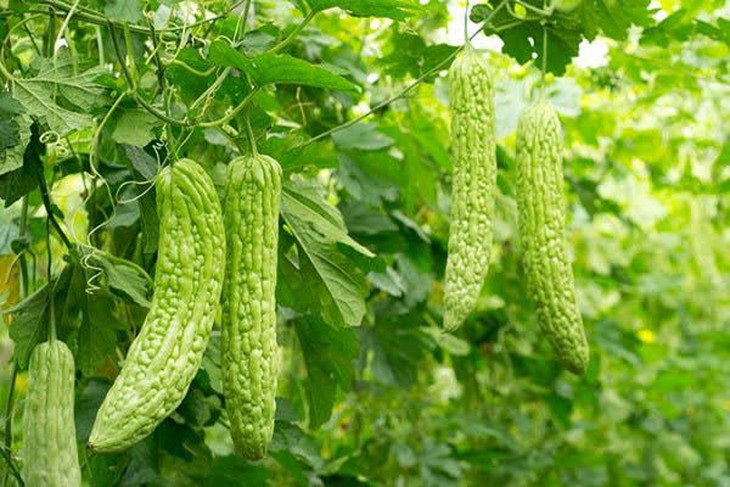 Mướp đắng – không chỉ thanh nhiệt, giải độc mà còn có nhiều công dụng trị bệnh - Ảnh 2.