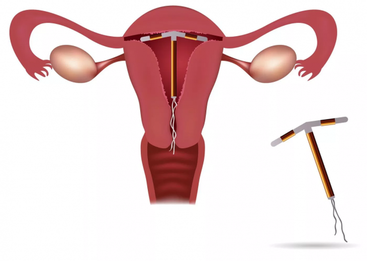Tại sao phụ nữ lại có kinh nguyệt? - Ảnh 4. Tại sao phụ nữ lại có kinh nguyệt? - Ảnh 4.