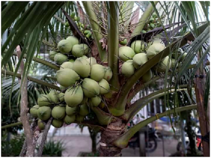Quả dừa – giải nhiệt mùa hè, vị thuốc quý - Ảnh 2.