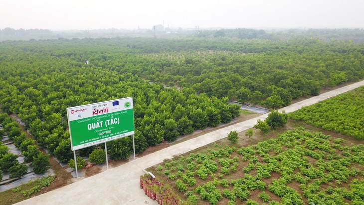 Người nông dân với kinh nghiệm trồng quất theo tiêu chuẩn quốc tế - Ảnh 2.